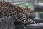 Indochinese leopard