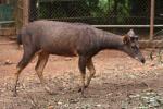 Malayan sambar deer