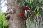 Red lory