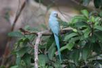 Rose-ringed parakeet