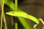 Asian vine snake