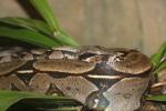 Northern common boa