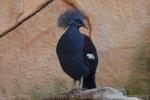 Western crowned-pigeon