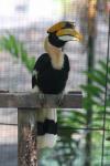 Great hornbill