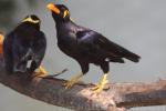 Common hill Myna