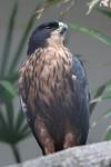 Rufous-bellied eagle