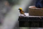 Baya weaver