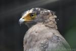 Crested serpent-eagle