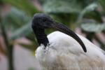 African sacred ibis