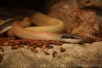 Cave dwelling ratsnake