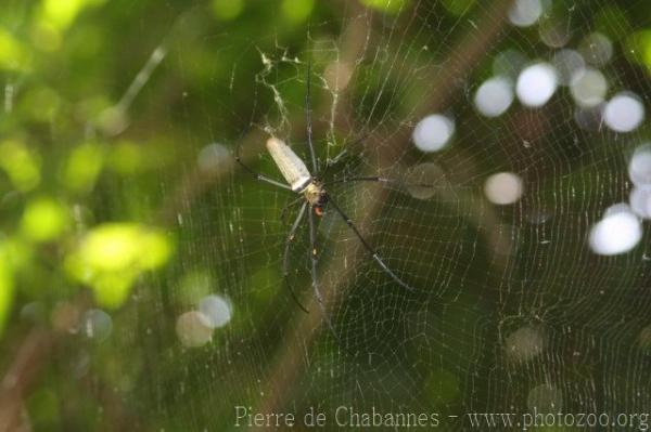 Giant golden orb weaver