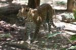 Indochinese leopard