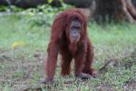 Sumatran orangutan