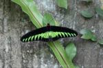 Kuala Lumpur Butterfly Park