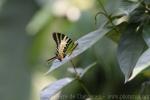 Five-bar swordtail