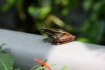 Common green frog