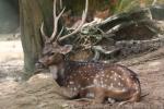 Chital