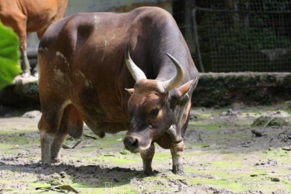 Bornean banteng