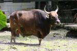 Bornean banteng