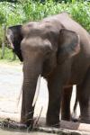 Bornean elephant