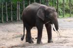 Bornean elephant