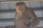 Proboscis monkey