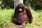 Bornean orang-utan