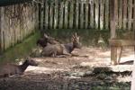 Bornean sambar deer