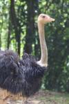 South-African ostrich