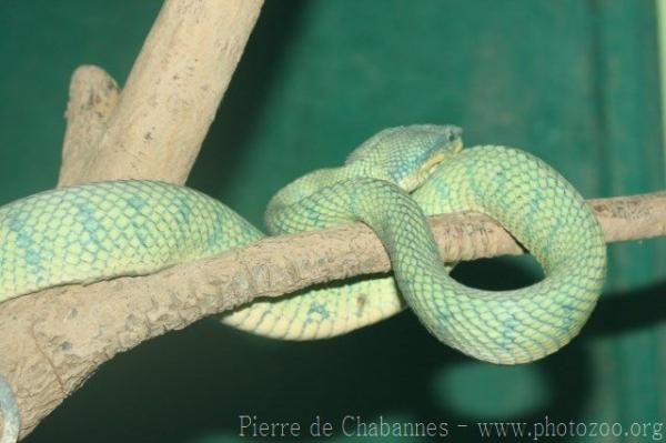 Bornean temple pitviper