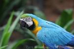 Blue-and-gold macaw