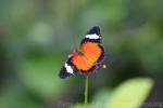 Malay lacewing