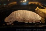 Giant isopod