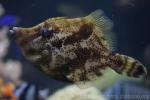 Fan-bellied leatherjacket