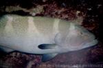 Squaretail coralgrouper