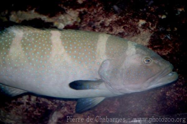 Squaretail coralgrouper