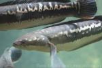 Giant snakehead