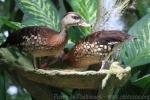 Spotted whistling-duck