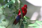 Red lory