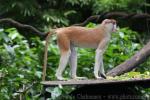 Patas monkey