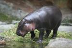 Pygmy hippopotamus