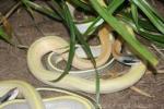 Cave dwelling ratsnake