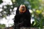 Golden-headed saki