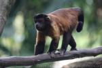 Guianan brown capuchin