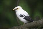 Black-winged myna