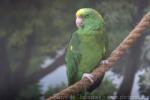 Yellow-naped amazon