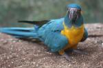 Blue-throated macaw