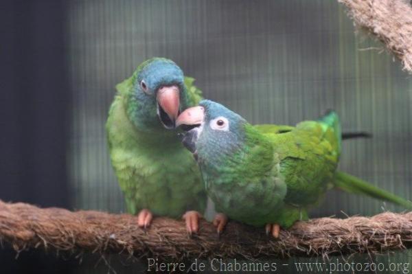 Blue-crowned parakeet