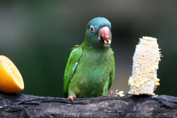 Blue-crowned parakeet