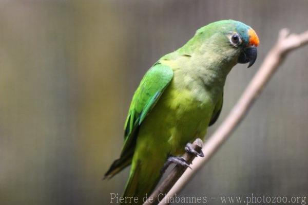 Peach-fronted parakeet